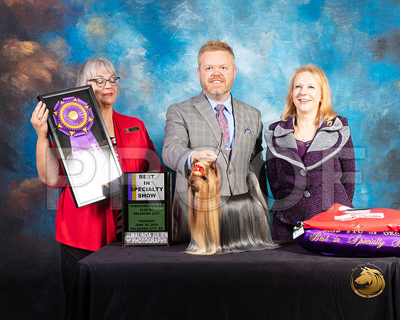 Yorkshire Terrier #27 Thurs BOB BISS Judge Deborah Barrett_SSR_9399-©ToyOKC2019-HR3