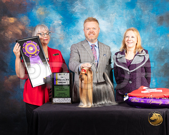 Yorkshire Terrier #27 Thurs BOB BISS Judge Deborah Barrett_SSR_9400-©ToyOKC2019-HR3