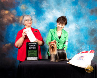Yorkshire Terrier #28 Thur OpnB4 Judge Deborah Barrett