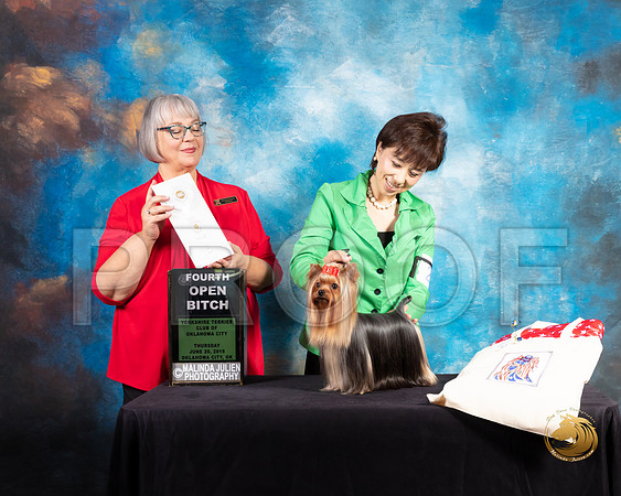 Yorkshire Terrier #28 Thur OpnB4 Judge Deborah Barrett_SSR_9455-©ToyOKC2019-HR3