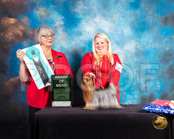 Yorkshire Terrier #28 Thurs AOM Judge Deborah Barrett_SSR_9413-©ToyOKC2019-HR3