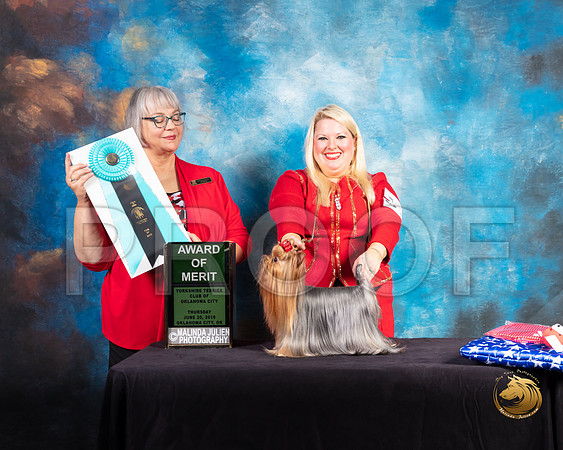 Yorkshire Terrier #28 Thurs AOM Judge Deborah Barrett_SSR_9414-©ToyOKC2019-HR3