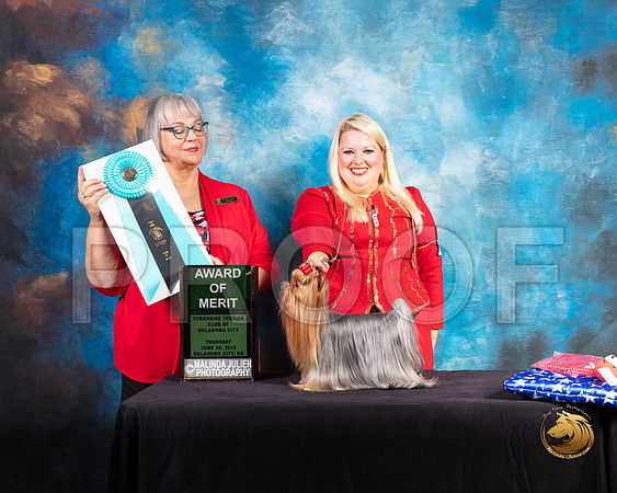 Yorkshire Terrier #28 Thurs AOM Judge Deborah Barrett_SSR_9415-©ToyOKC2019-HR3