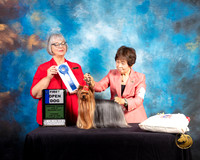 Yorkshire Terrier #33 Thurs OpnD1 Judge Deborah Barrett