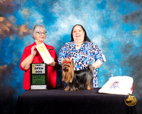Yorkshire Terrier #47 Thurs OpnDog3 Judge Deborah Barrett