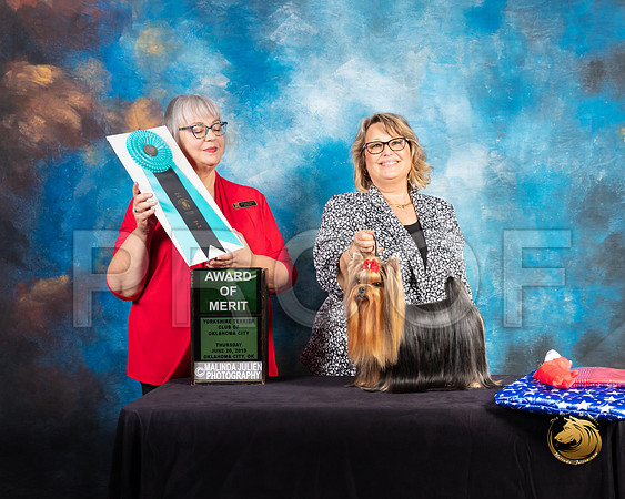 Yorkshire Terrier #55 Thurs AOM Judge Deborah Barrett_SSR_9402-©ToyOKC2019-HR3