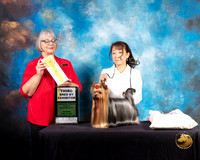 Yorkshire Terrier #61 Thur BBE3 Judge Deborah Barrett