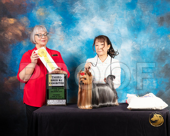 Yorkshire Terrier #61 Thur BBE3 Judge Deborah Barrett_SSR_9457-©ToyOKC2019-HR3