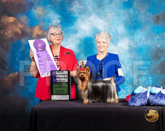 Yorkshire Terrier #66 Thurs WB NCh Judge Deborah Barrett_SSR_9390-©ToyOKC2019-HR3