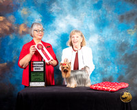 Yorkshire Terrier #68 Thur AM2 Judge Deborah Barrett