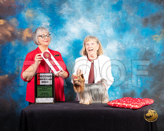 Yorkshire Terrier #68 Thur AM2 Judge Deborah Barrett_SSR_9444-©ToyOKC2019-HR3