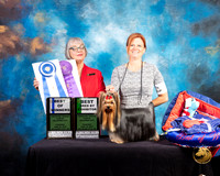 Yorkshire Terrier #75 Thurs BOW BBE Judge Deborah Barrett
