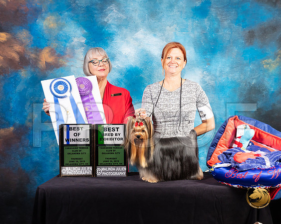 Yorkshire Terrier #75 Thurs BOW BBE Judge Deborah Barrett_SSR_9430-©ToyOKC2019-HR3