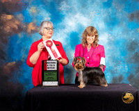 Yorkshire Terrier #86 Thurs 6 to 9 2nd Judge Deborah Barrett