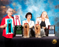 Yorkshire Terrier #9 & #56 Thurs AOM BOS Judge Deborah Barrett