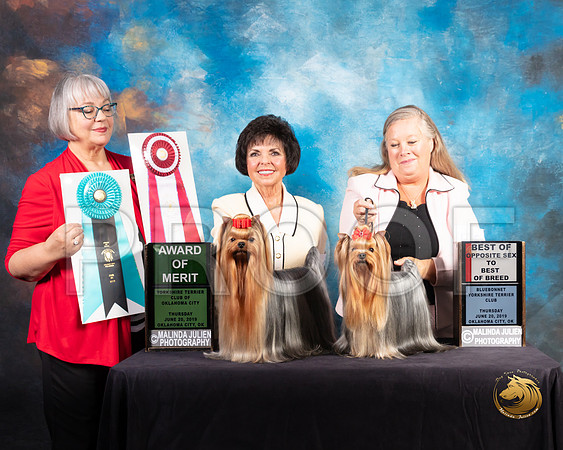 Yorkshire Terrier #9 & #56 Thurs AOM BOS Judge Deborah Barrett_SSR_9410-©ToyOKC2019-HR3