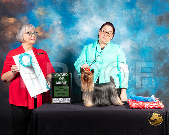 Yorkshire Terrier #94 Thur AOM Judge Deborah Barrett_SSR_9383-©ToyOKC2019-HR3