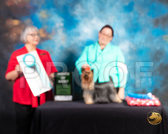Yorkshire Terrier #94 Thur AOM Judge Deborah Barrett_SSR_9384-©ToyOKC2019-HR3