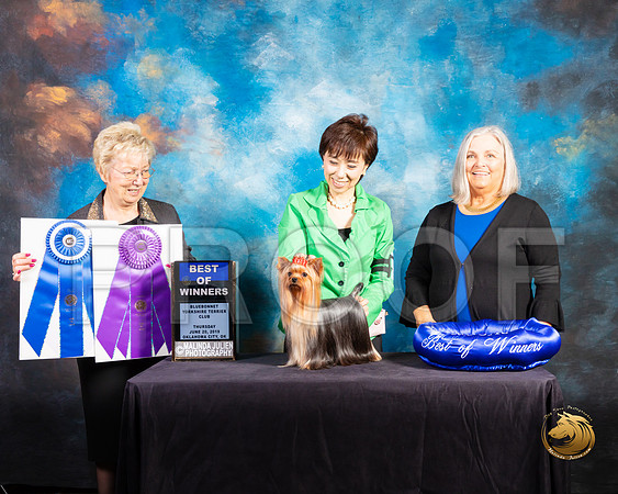 Yorkshire Terrier #28 Thurs BOW Judge Janice G Pardue_SSR_9525-©ToyOKC2019-HR3