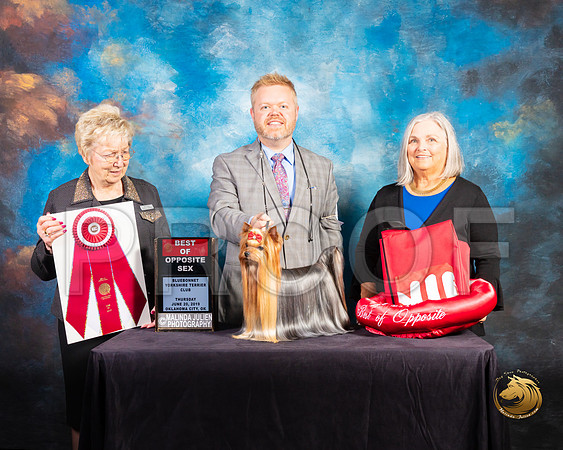 Yorkshire Terrier #27 Thur BOS Judge Janice G Pardue_SSR_9504-©ToyOKC2019-HR3