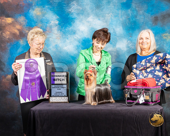 Yorkshire Terrier #28 Thurs WB Judge Janice G Pardue_SSR_9490-©ToyOKC2019-HR3
