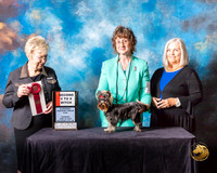Yorkshire Terrier #30 Thurs 6 to 9 2nd Judge Janice G Pardue
