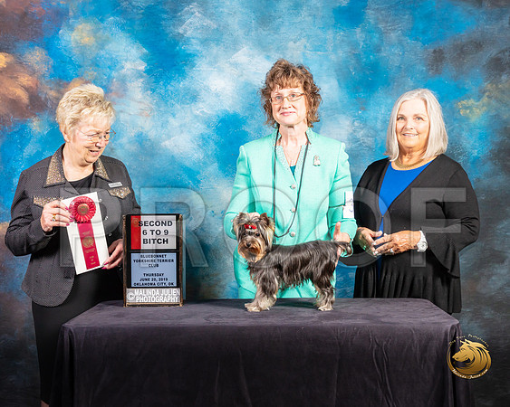 Yorkshire Terrier #30 Thurs 6 to 9 2nd Judge Janice G Pardue_SSR_9499-©ToyOKC2019-HR3