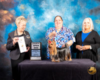 Yorkshire Terrier #47 Thurs OpnD 4th Judge Janice G Pardue