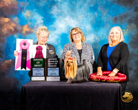 Yorkshire Terrier #55 Thurs AOM Judge Janice G Pardue