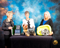 Yorkshire Terrier #57 Thur BBE Judge Janice G Pardue