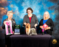 Yorkshire Terrier #58 Thur AOM Judge Janice G Pardue