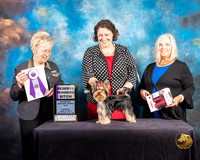 Yorkshire Terrier #60 Thurs RWB Judge Janice G Pardue