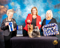 Yorkshire Terrier #7 12 to 18 1st Judge Janice G Pardue