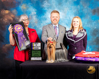 Yorkshire Terrier #27 Thurs BOB BISS Judge Deborah Barrett