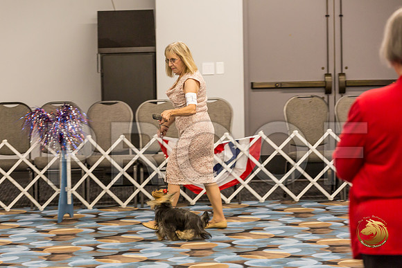 Yorkshire Terrier Thurs 12 to 18 Dog Show 1_JJJ_3045-OKCToy2019-HR3