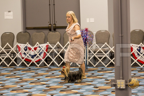 Yorkshire Terrier Thurs 12 to 18 Dog Show 1_JJJ_3047-OKCToy2019-HR3