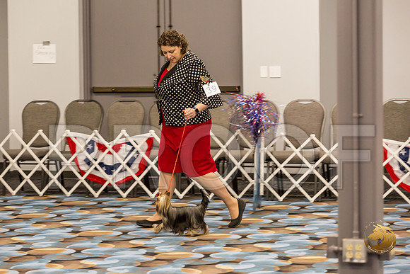 Yorkshire Terrier Thurs 12 to 18 Dog Show 1_JJJ_3052-OKCToy2019-HR3