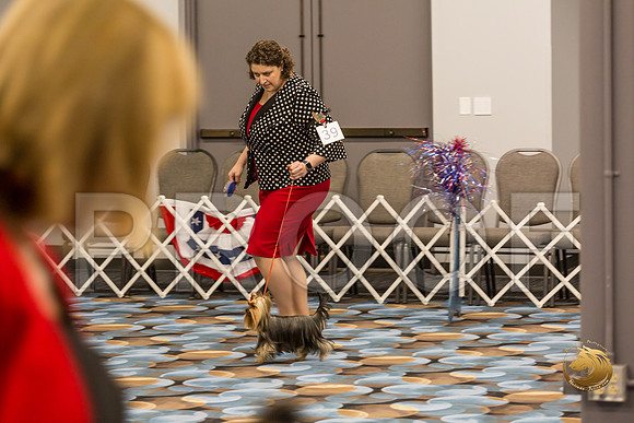 Yorkshire Terrier Thurs 12 to 18 Dog Show 1_JJJ_3053-OKCToy2019-HR3