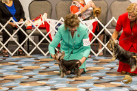 Yorkshire Terrier Thurs 6 to 9 Bitch Show 1