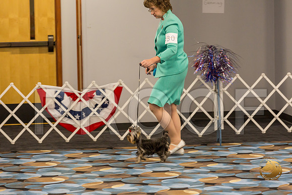 Yorkshire Terrier Thurs 6 to 9 Bitch Show 1_JJJ_3446-OKCToy2019-HR3
