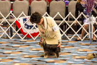 Yorkshire Terrier Thurs 6 to 9 Dog Show 1