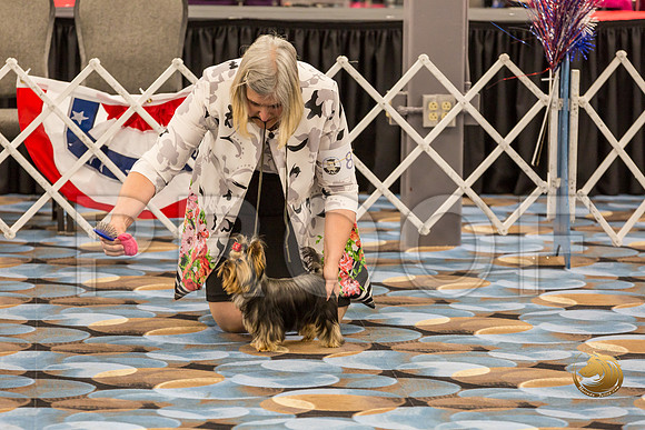 Yorkshire Terrier Thurs 6 to 9 Dog Show 1_JJJ_2952-OKCToy2019-HR3