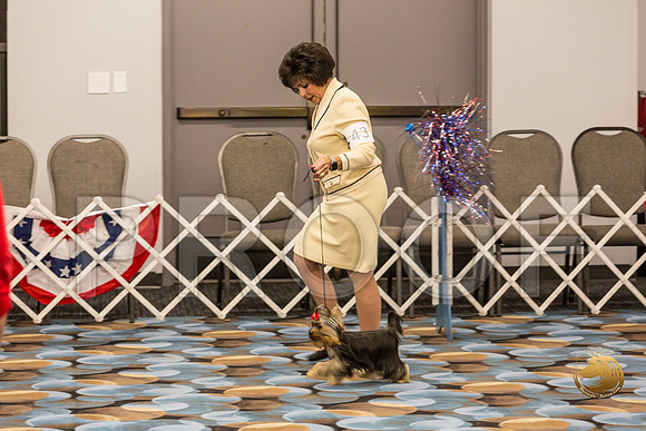 Yorkshire Terrier Thurs 6 to 9 Dog Show 1_JJJ_2953-OKCToy2019-HR3