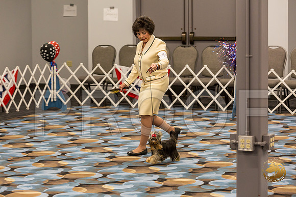 Yorkshire Terrier Thurs 6 to 9 Dog Show 1_JJJ_2955-OKCToy2019-HR3