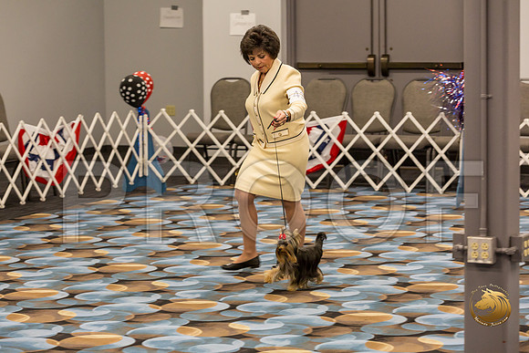 Yorkshire Terrier Thurs 6 to 9 Dog Show 1_JJJ_2956-OKCToy2019-HR3