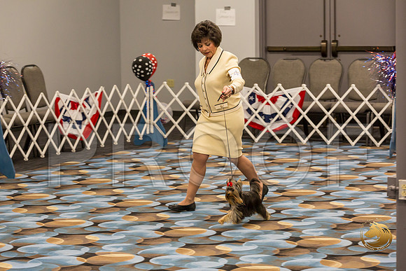 Yorkshire Terrier Thurs 6 to 9 Dog Show 1_JJJ_2957-OKCToy2019-HR3