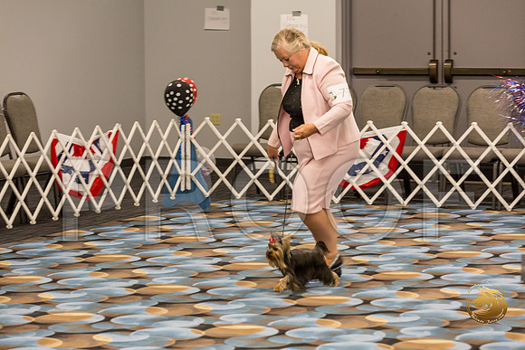 Yorkshire Terrier Thurs 6 to 9 Dog Show 1_JJJ_2960-OKCToy2019-HR3