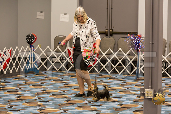 Yorkshire Terrier Thurs 6 to 9 Dog Show 1_JJJ_2962-OKCToy2019-HR3