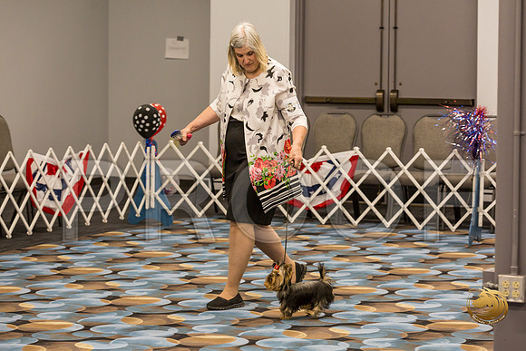 Yorkshire Terrier Thurs 6 to 9 Dog Show 1_JJJ_2964-OKCToy2019-HR3
