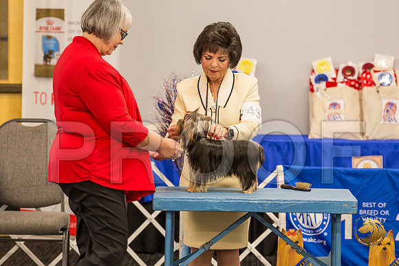 Yorkshire Terrier Thurs 6 to 9 Dog Show 1_JJJ_2967-OKCToy2019-HR3